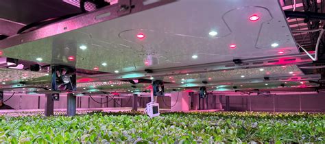 Vertical Farming Economics LED Efficiency Breakthroughs vs Real Estate Costs