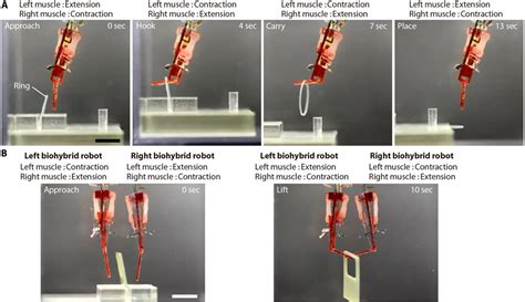 Biohybrid Robotics 2035 Living Muscle Tissue Actuator Energy Efficiency Models