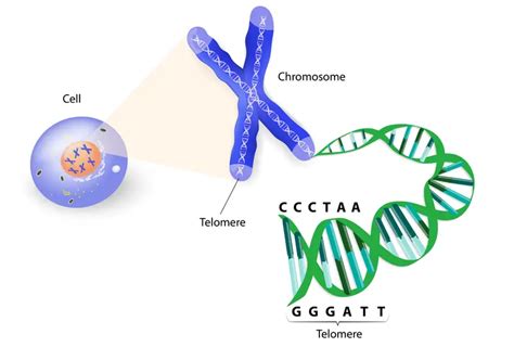 Anti-Aging Gene Therapies 2035 Telomere Extension Clinical Trial Outcomes