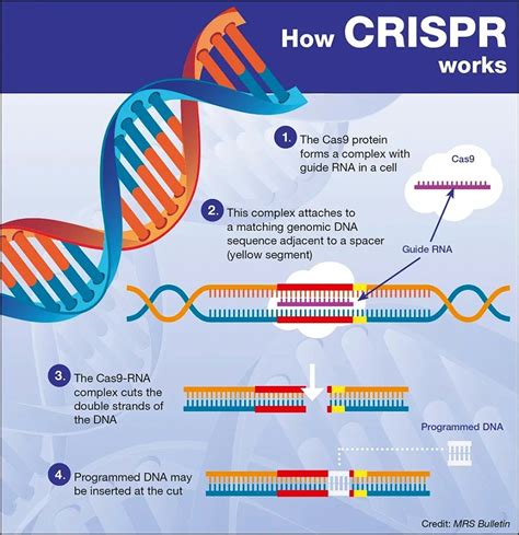 Genetic Classism 2040 CRISPR Enhancement Access Inequality Projections