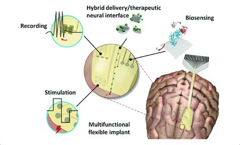 Neural Lace Interfaces Graphene Mesh Cortical Integration Safety Timelines