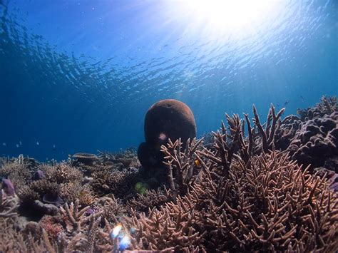 AI Coral Reef Restoration 3D Printed Structure vs Natural Recruitment Rates