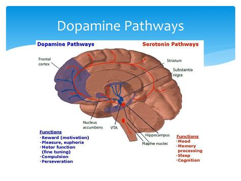 AI Addiction Therapies Dopamine Pathway Prediction Accuracy in Rehab Bots