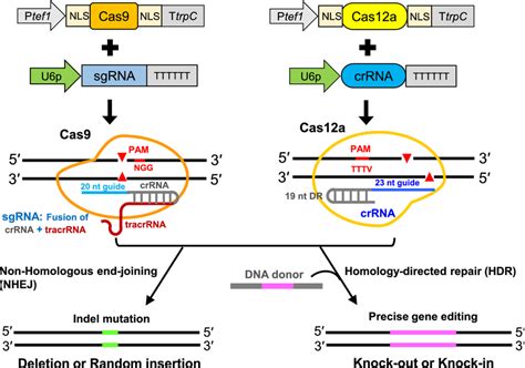 AI-Driven Evolution Directed Mutation CRISPR-Cas12 Systems with ML Guidance