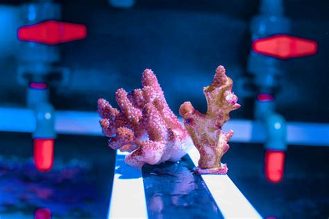 Artificial Coral Reefs 3D Printed Calcium Carbonate Growth Rate Studies